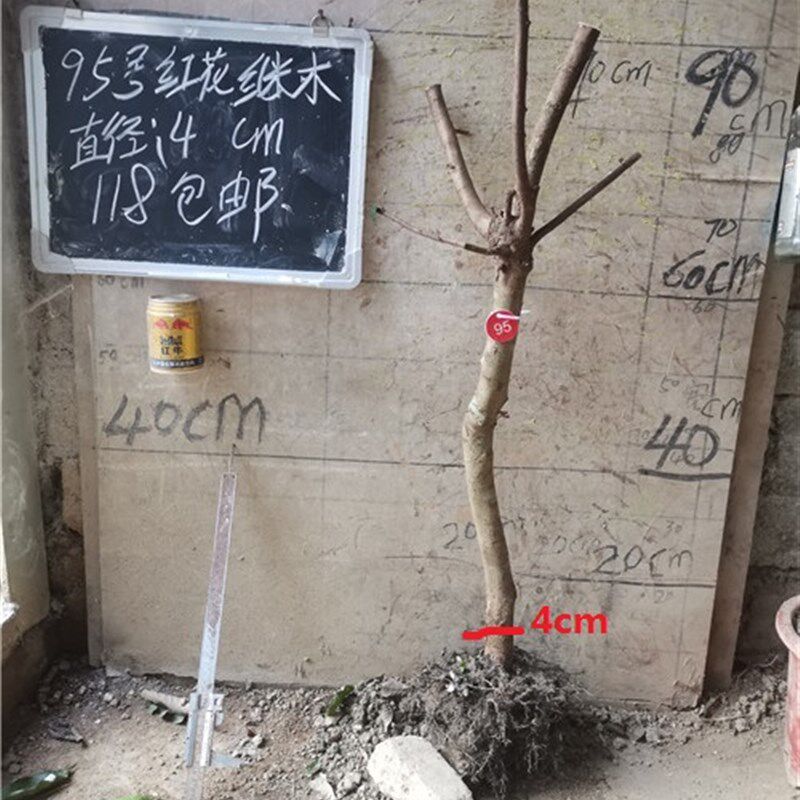 红花继木盆景盆栽大树风景树满堂红大树小苗檵木老树盆景