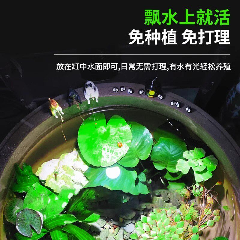 浮萍水草植物古法养鱼水培植物水上烟花一叶莲水葫芦水草鱼缸造景