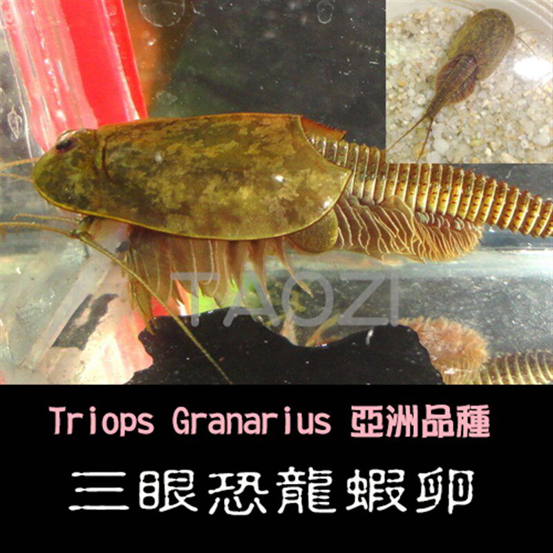 三眼恐龍蝦卵 (一份內約40-50粒卵)觀賞虾