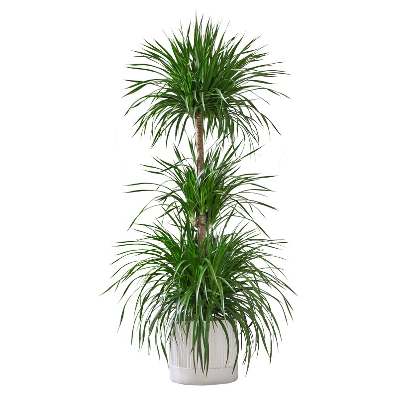 龙血树大型客厅风水树绿植室内招财盆栽千年木网红龙须树植物盆景