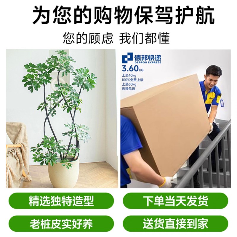 造型鸭脚木客厅大盆栽老桩鸭掌木八方来财卧室客厅四季常青真绿植