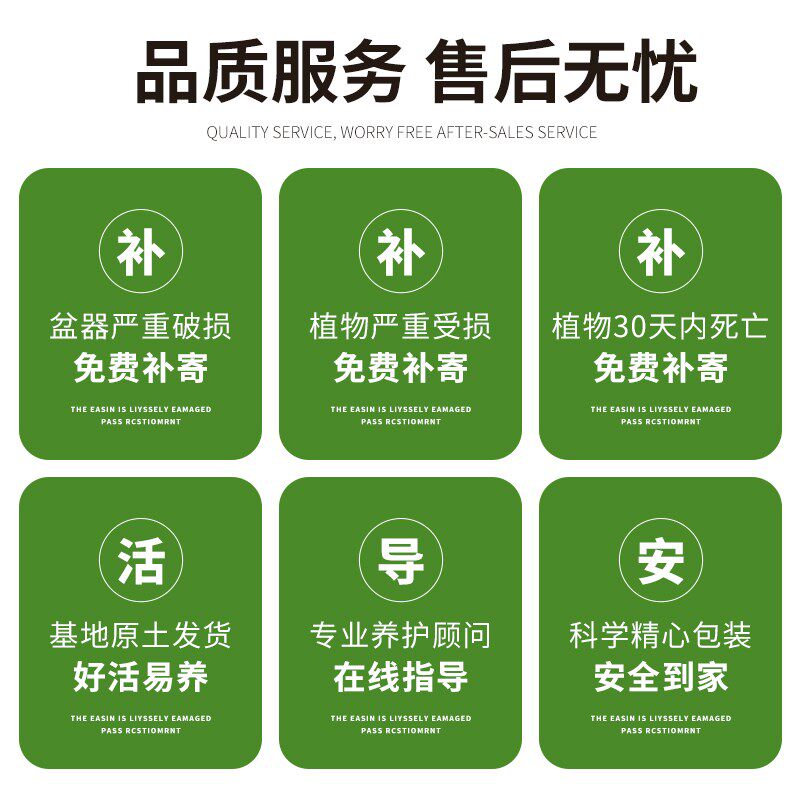 造型九里香室内盆栽绿植四季开花办公室客厅桌面花卉盆景树苗老桩
