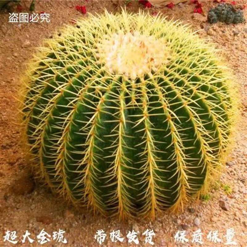 金琥美虎仙人球盆栽桌面室内办公室仙人掌开花多肉植物盆栽美观