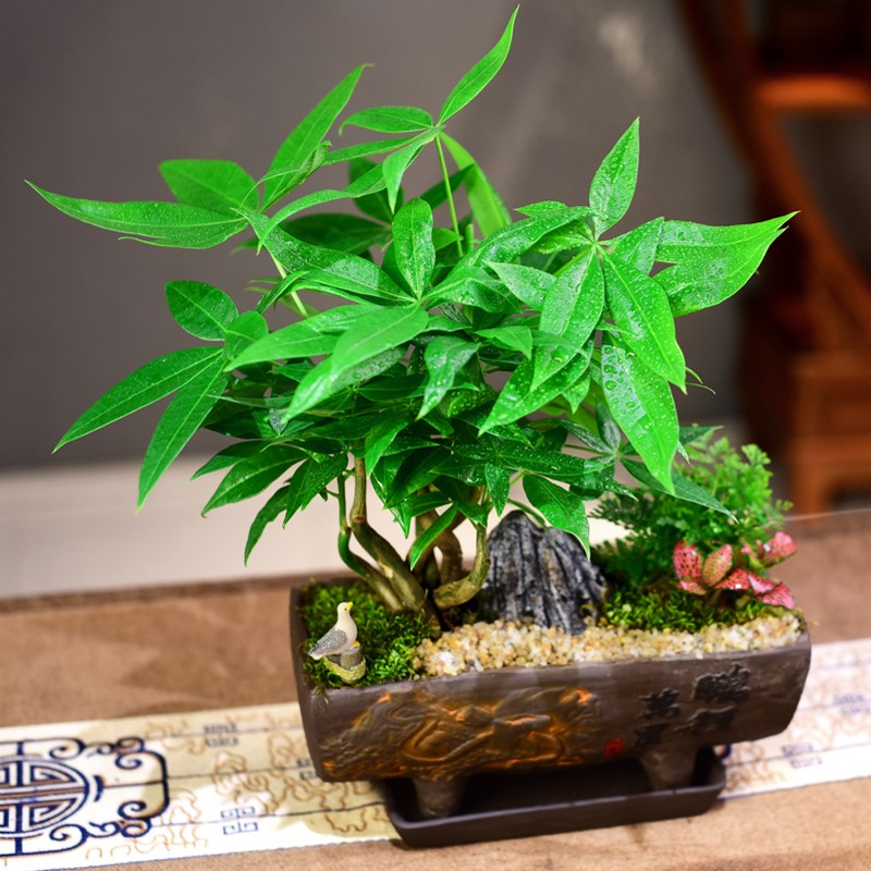 发财树盆室内盆栽文竹富贵竹组合桌面植物客厅办公盆景观赏好养