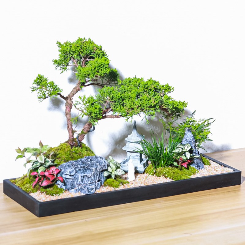 老桩造型台湾真柏高档盆景室内桌面微景观乔迁送礼绿植物好养盆栽