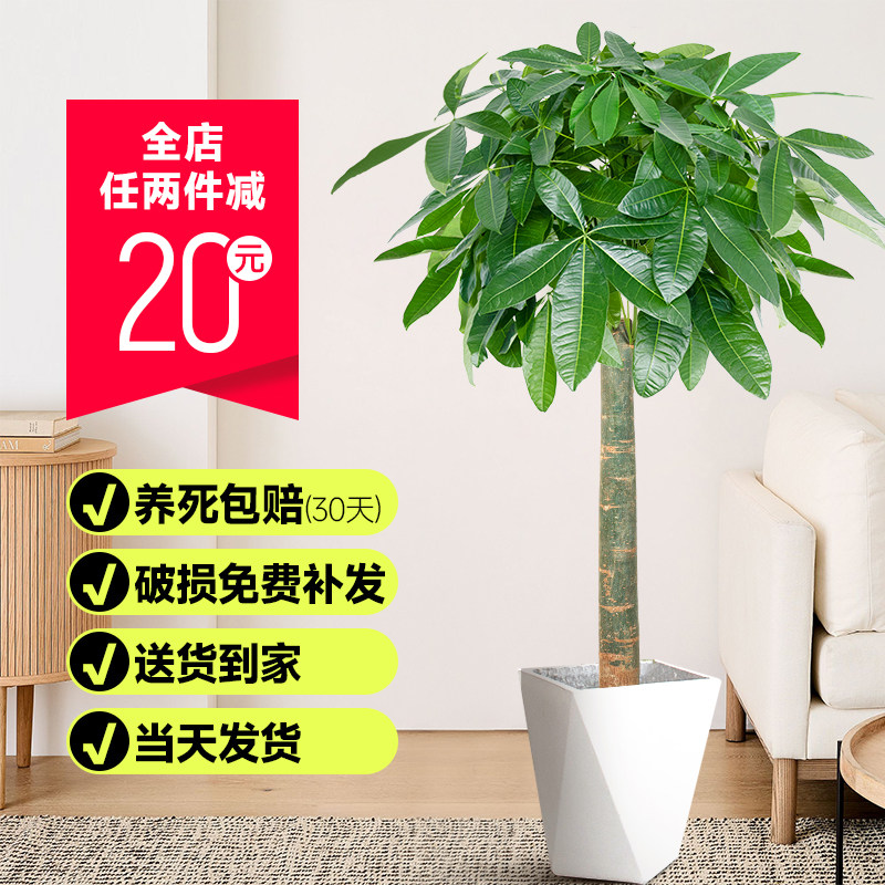 发财树客厅大盆栽大型绿植室内真花卉植物办公室盆景乔迁开业送礼