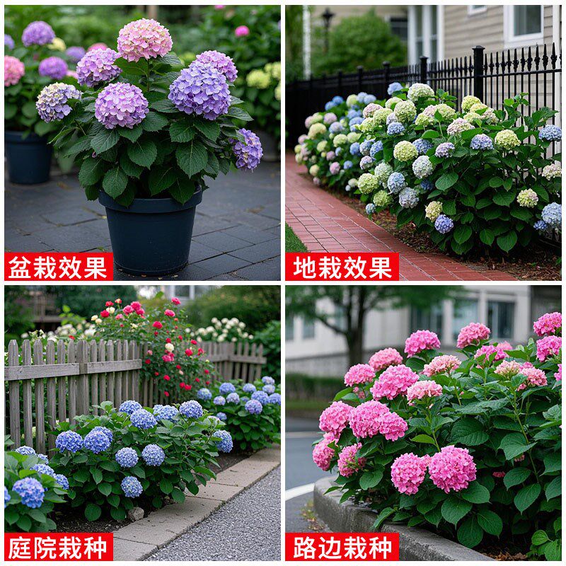 新品种绣球花苗盆栽四季开花无尽夏花卉植物带花苞包开花室内大花