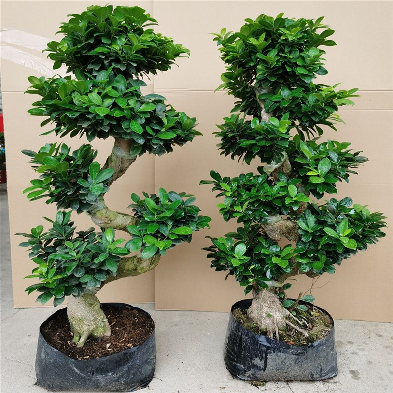 大型盆栽绿植小叶榕树老桩 S造型客厅庭院观茎盆景四季常青发财树