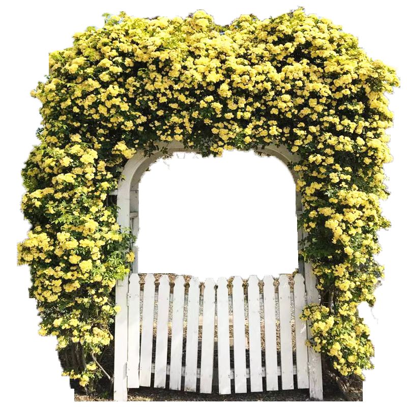 无刺蔷薇白黄木香花苗盆栽别墅庭院花卉爬藤植物浓香四季开花不断