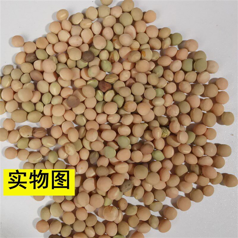 鸽粮斑鸠鸟食 小粉豆袖珍小豌豆斑鸠幼鸽赛鸽成鸽鸽用营养饲料5斤
