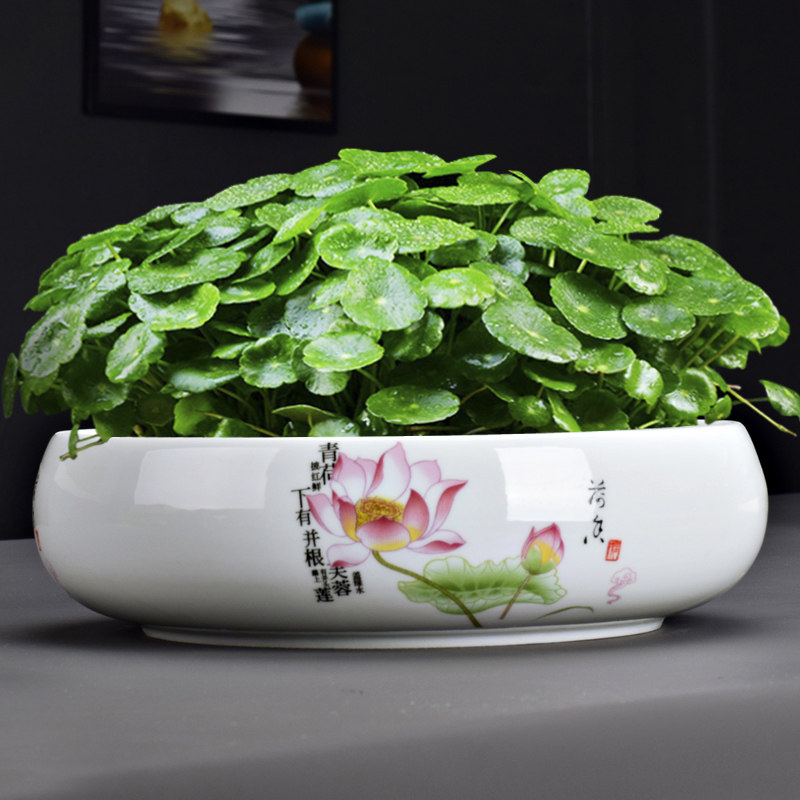 简约水仙陶瓷花盆铜钱草专用盆水培塔竹碗莲无孔特大口径水养花盘