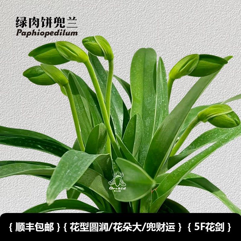 兜兰之家-绿肉饼兜兰 带花苞红肉饼/绿肉饼花期长室内盆栽大花兜
