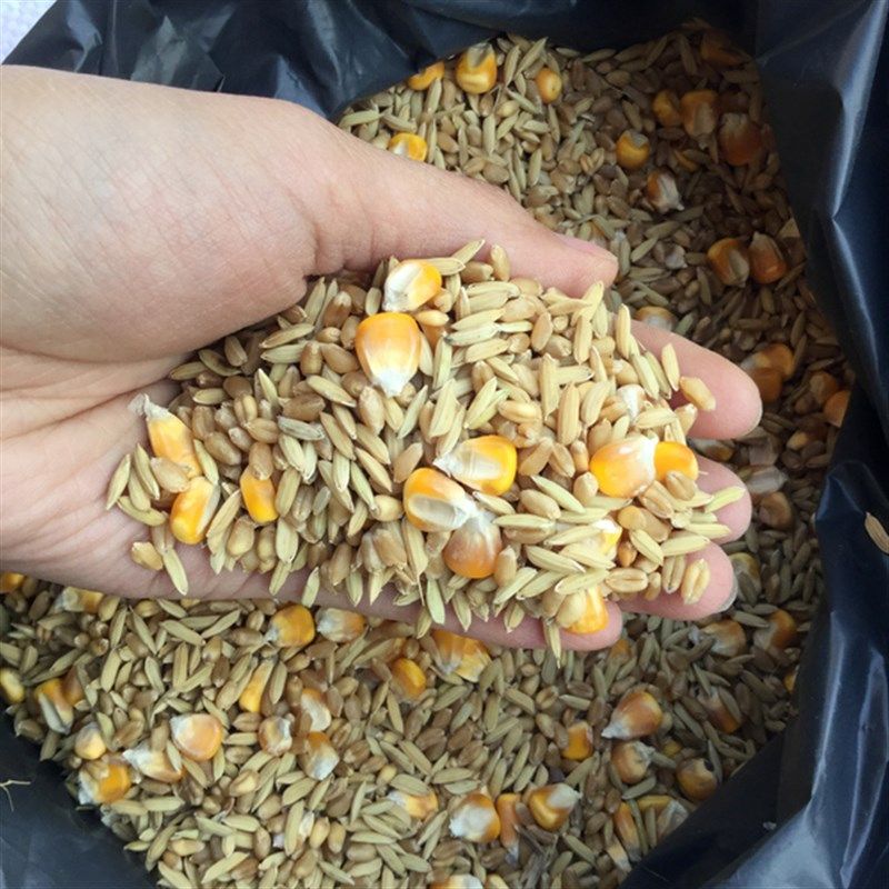 农家稻谷小麦玉米粒籽杂粮鸽粮鸡鸭鸟食鸽子打窝宠物饲料50斤包邮