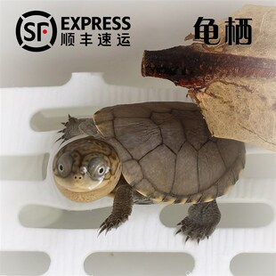 西非侧颈龟沼泽龟苗仰泳龟网红仰泳活体小乌龟宠物龟活物猪鼻热带