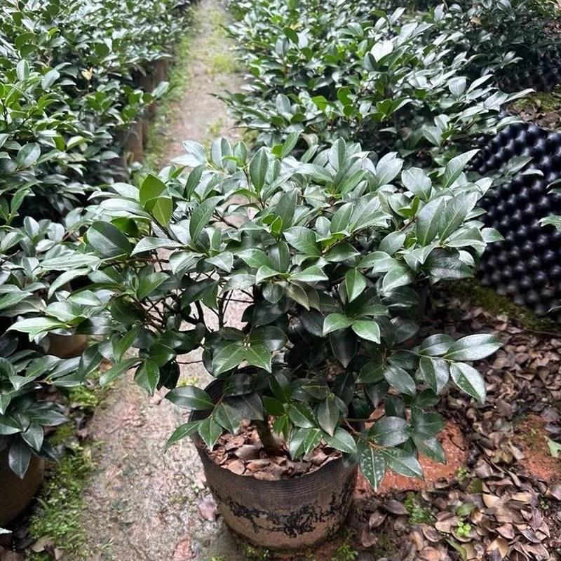 茶梅花苗树苗茶梅球茶花盆栽冬茶梅盆栽四季带花苞庭院耐寒茶花苗