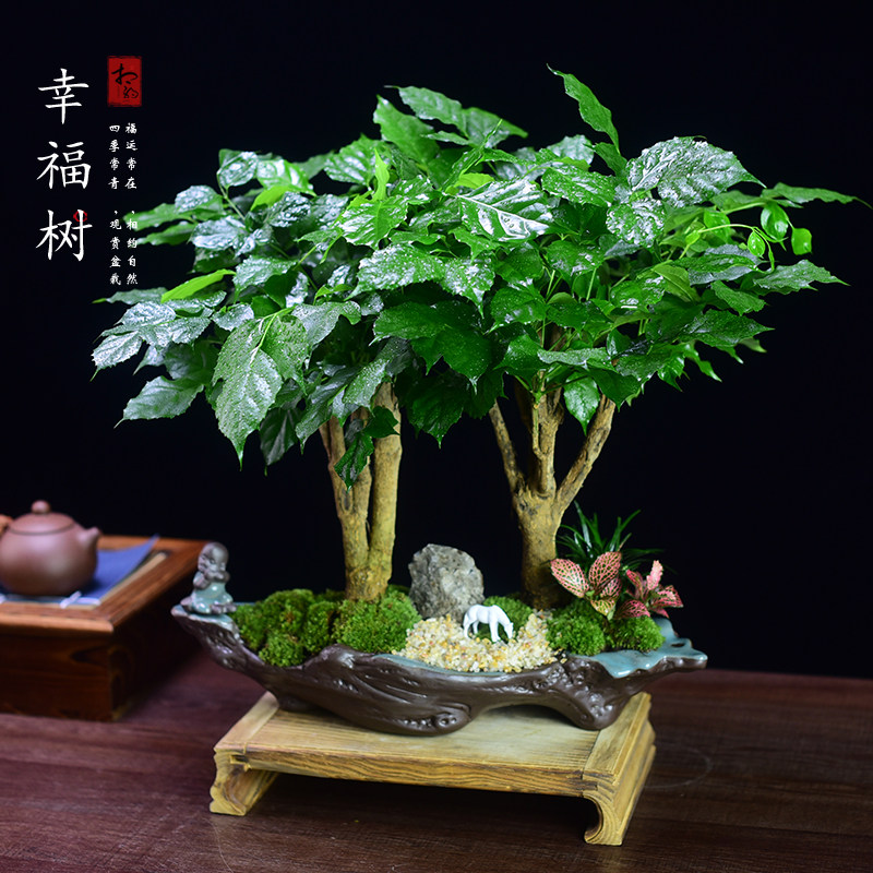 绿宝幸福树盆栽室内客厅办公室绿植盆景四季好养植物桌面摆件送礼