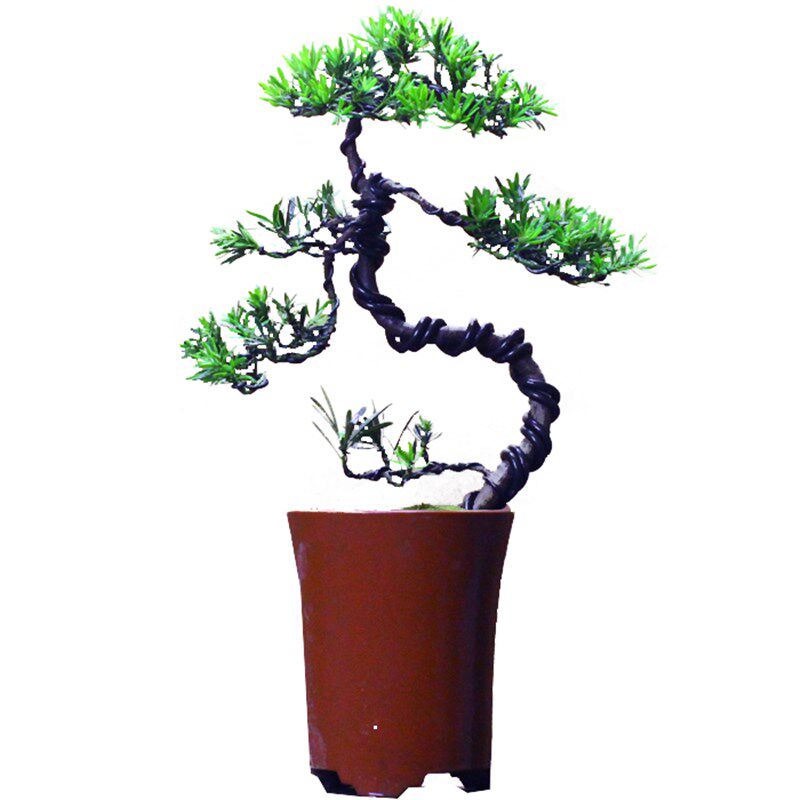 原生雀舌罗汉松盆景松树柏小盆栽四季常青植物 办公居家绿植 送礼