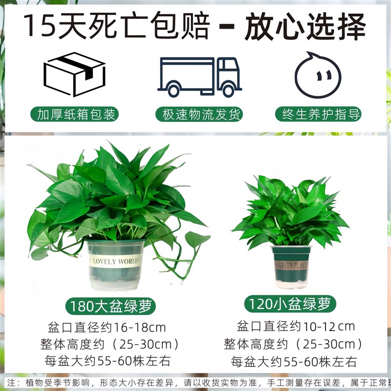 绿萝盆栽室内新房办公室净化空气植物水培绿植花卉长藤垂吊大绿萝