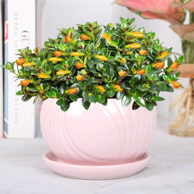 四季金鱼花吊兰盆栽室内绿植花卉多肉植物绿萝发财树好养植物花