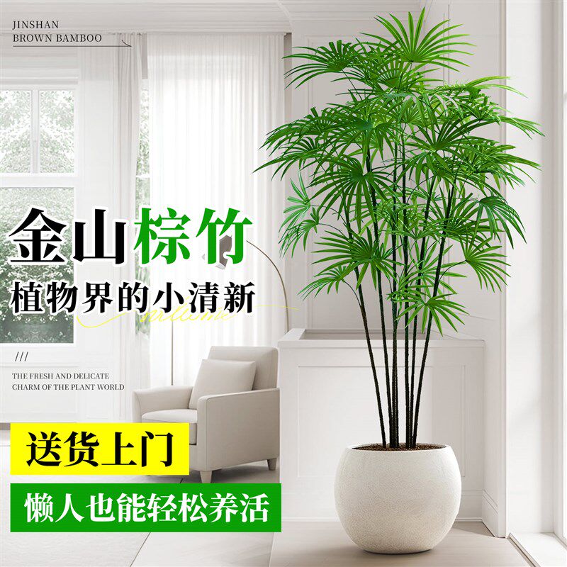 金山棕竹大型绿植室内客厅大盆栽细叶竹子植物落地款四季常青好养