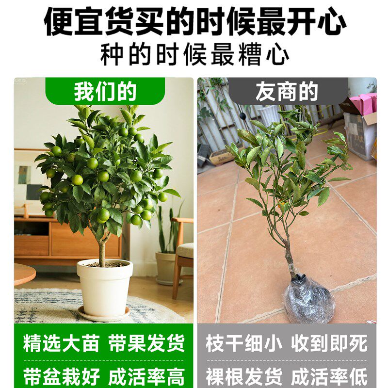小青桔树苗海南青桔金桔盆栽带果香水柠檬室内外果树果苗四季好养