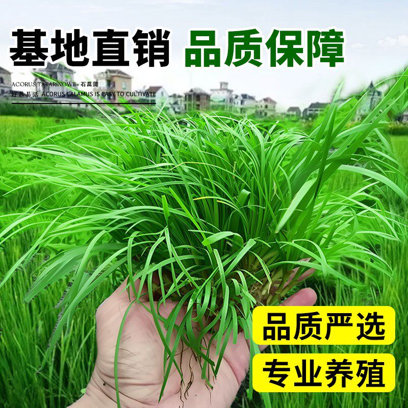 水培石菖蒲苗鱼池龟缸造景水草好养易活盆栽养龟绿植附石四季常青