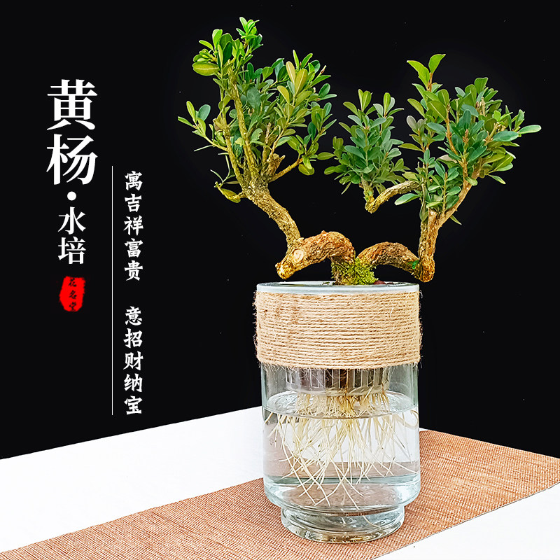 水培绿植物黄杨小盆栽造型树罗汉松盆景老桩水养办公室内好养四季