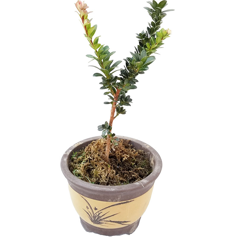 红芽珍珠圆叶罗汉松树苗 菊花芯四季红金钻 盆景素材室内盆栽绿植图片