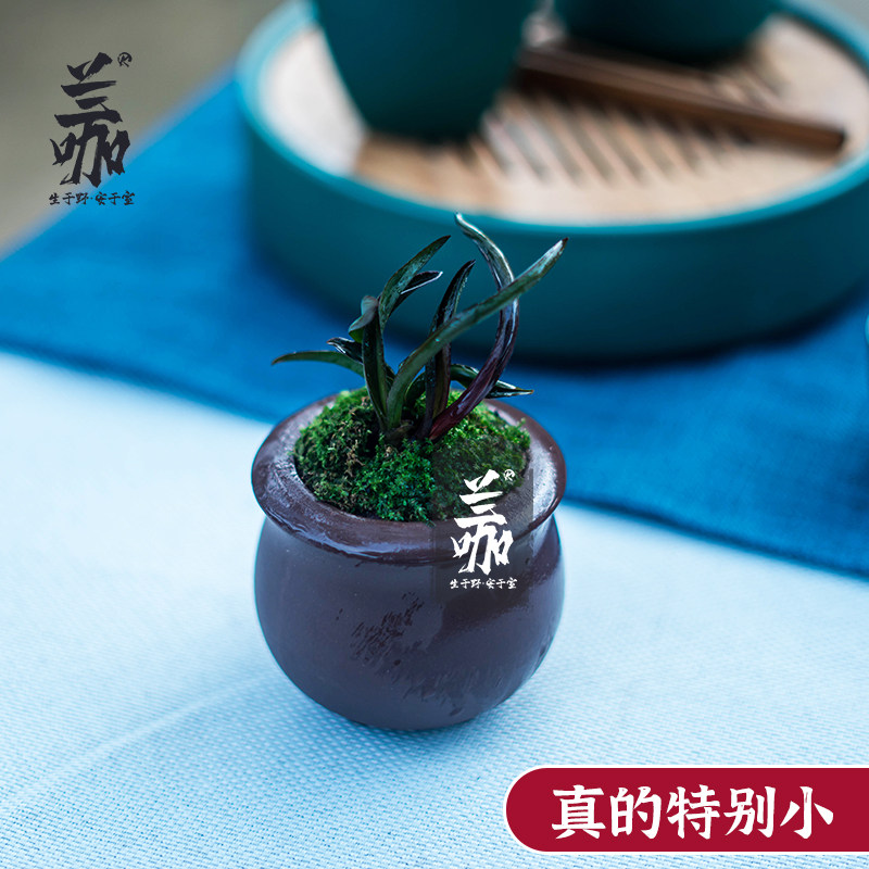珍袖名贵迷你矮种建兰红草行龙奇叶四季兰花名贵送礼植物精品盆栽