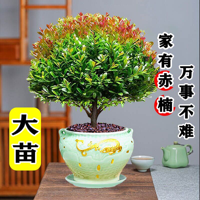 大老桩小叶赤楠盆景植物金丝楠木室内花卉盆栽办公室四季好养绿植