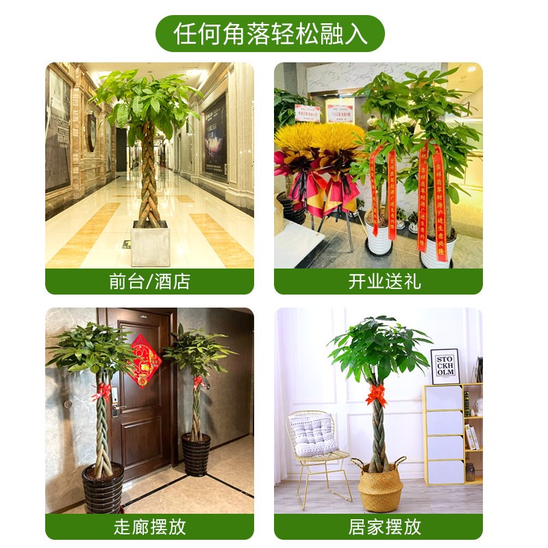 发财树盆栽室内好养大型招财树绿植物客厅办公室乔迁开业花卉盆景