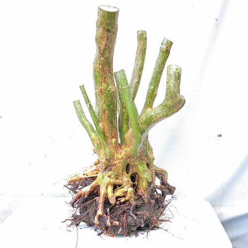 杜鹃花 映山红 树桩 盆栽植物 室内外花卉 盆景园栽红花绿植
