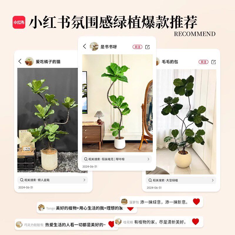 造型琴叶榕客厅大型绿植老桩高级感室内盆栽植物大叶好养大号落地