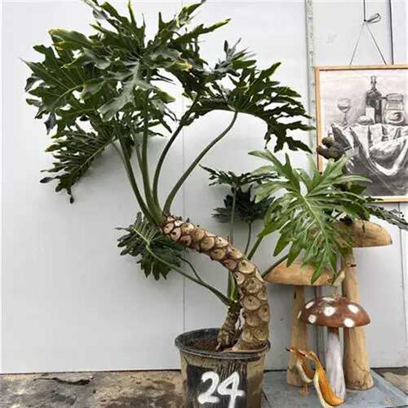 老桩龙鳞春羽盆栽大型绿植室内客厅庭院网红造型办公室植物