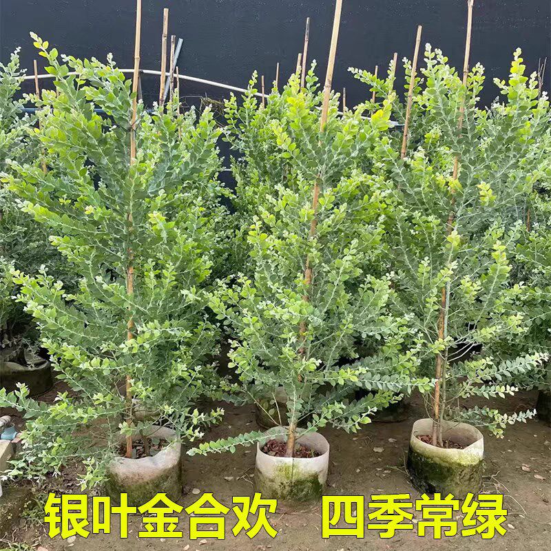 银叶金合欢树苗阳台庭院四季好养绿化银合欢室内客厅观叶绿植盆栽
