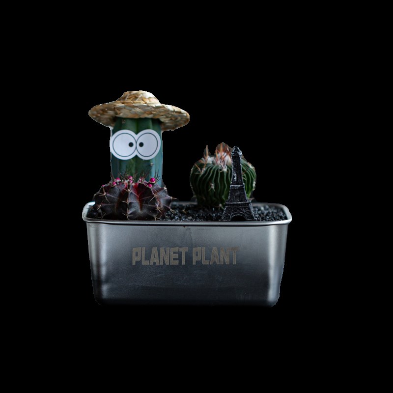 沙漠便当仙人掌盆栽办公室桌面植物创意礼品多肉植物组合盆栽新款