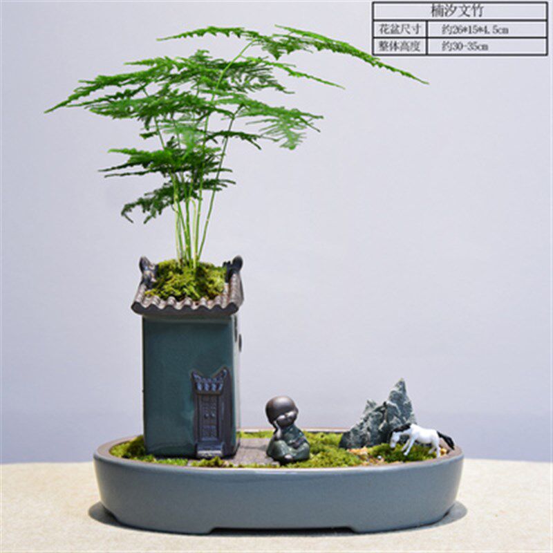 文竹盆栽菖蒲盆景植物室内办公室四季常青竹子微景观绿植净化空气