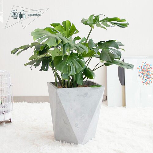 粤林 龟背竹大型盆栽网红植物室内客厅大叶绿植四季常青大棵盆景