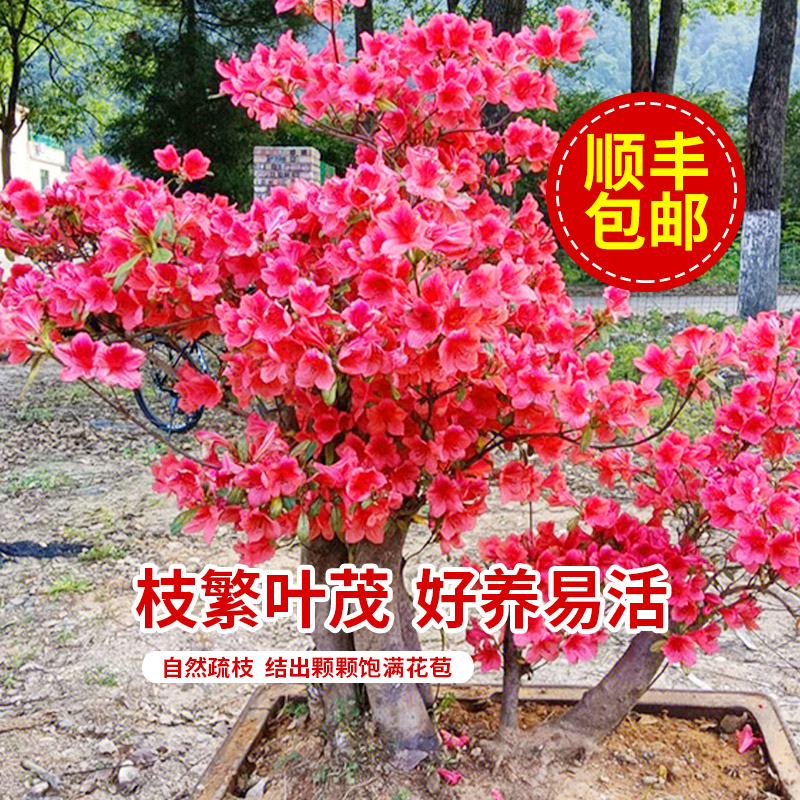 映山红树桩老桩高山杜鹃花盆栽映山红熟桩真花室内花卉盆景庭院地图片