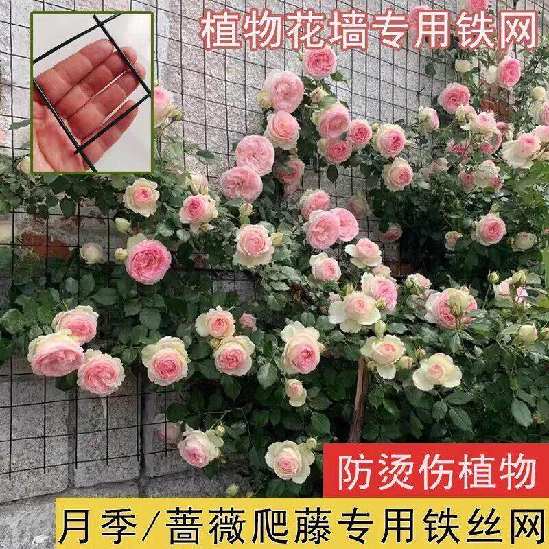 月季爬藤花墙架专用铁丝网花架蔷薇花植物爬墙固定网格壁挂爬藤架