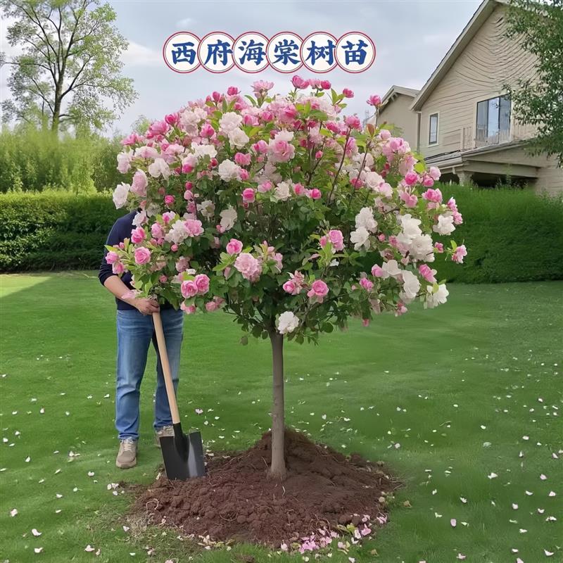 海棠树苗西府垂丝北美海棠苗地栽盆栽花卉风景树庭院植物大型树苗