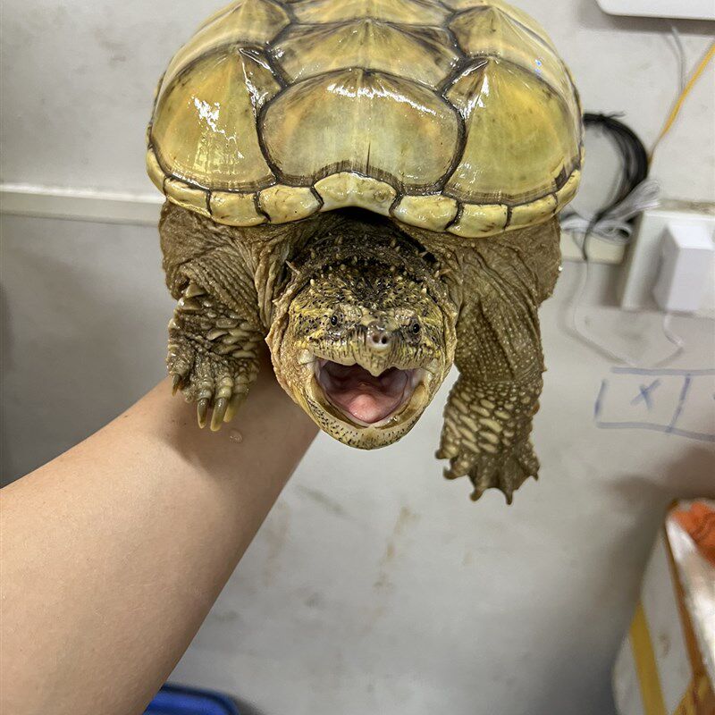 鳄鱼龟活物大鳄龟北美鳄鱼龟活体小鳄龟食用肉多美味足斤鲜活鳄龟