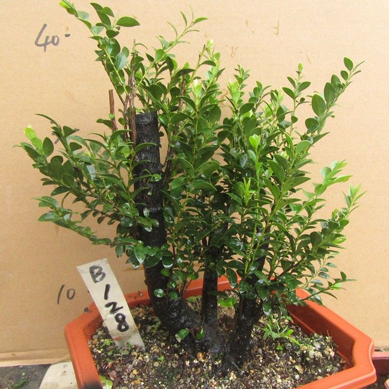 小叶紫檀盆景树桩黑骨茶盆栽客厅桌面吸甲醛净化空气绿植四季常青