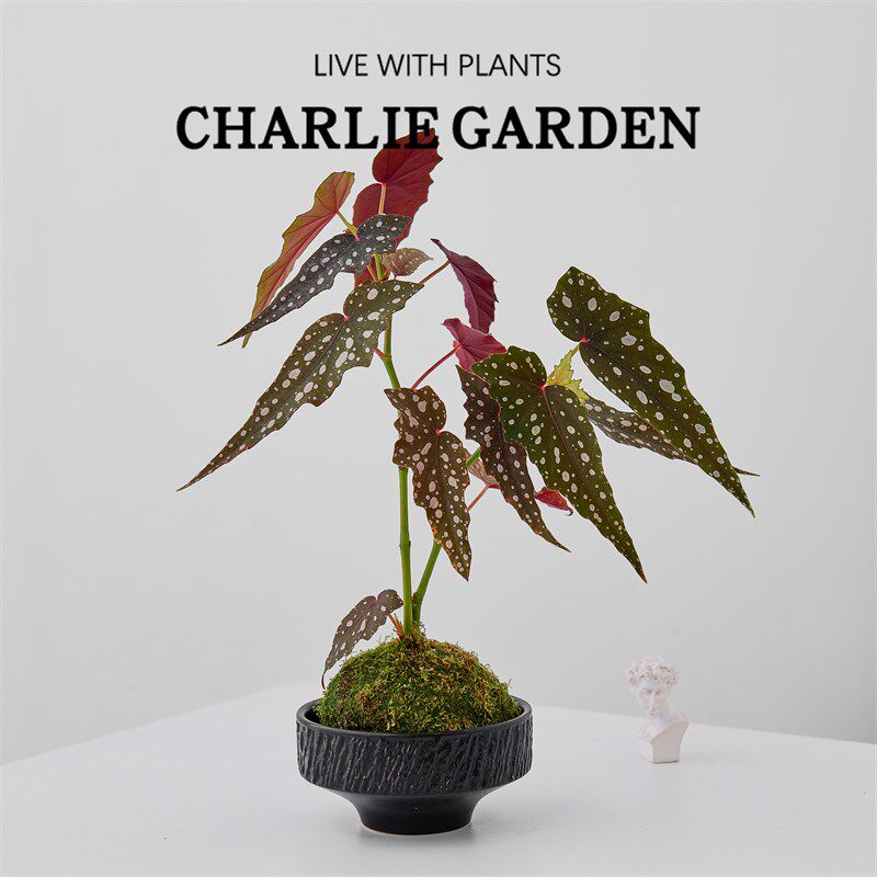 鳟鱼海棠苔藓球办公室内桌面绿植花卉盆栽防辐射吸甲醛节日送礼