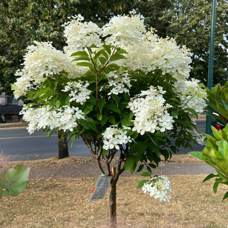庭院别墅独杆圆锥绣球石灰灯木绣球香香草莓花园活力青柠盆栽植物