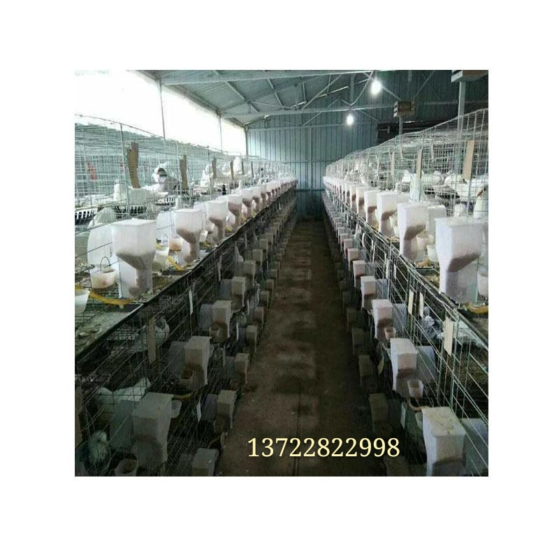 鸽笼鸽笼子家用加粗镀锌三层四层鸽笼养殖笼肉鸽繁殖加密防锈鸽舍