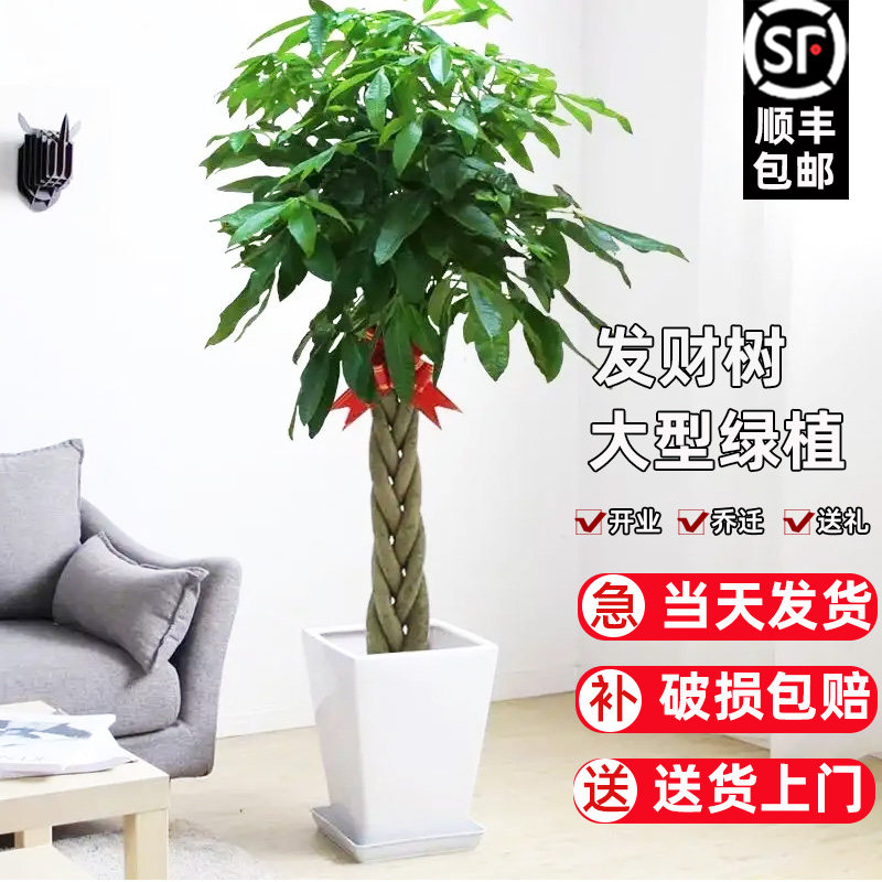 室内大型发财树盆栽 招财树绿植 适用办公室与乔迁开业的步步高升