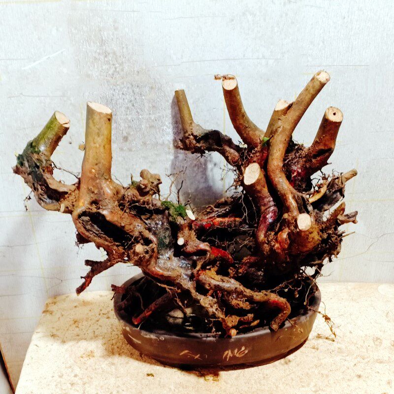 室内栽植生杜鹃老桩盆景野花精品小坨名贵树苗木一物一拍下映山红