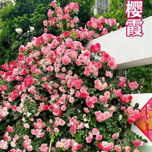 蔷薇花苗藤本月季大苗大花浓香庭院爬藤植物花卉盆栽阳台四季玫瑰