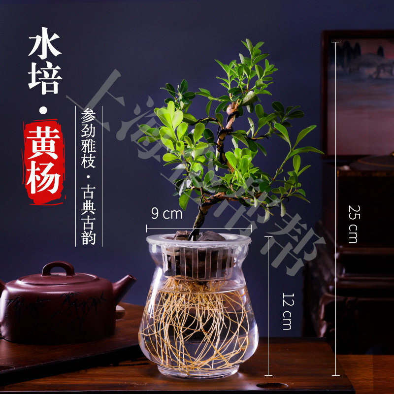 黄杨盆景桌面室内造型树罗汉松老桩水养办公室内好养鱼缸水培植物